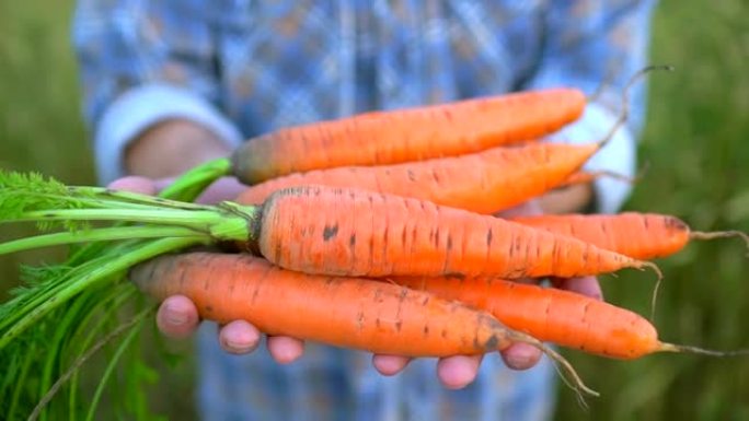 农民手里拿着胡萝卜的生物制品。概念: 农贸市场，有机农业，农场收获作物，生物产品，种植蔬菜，素食主义