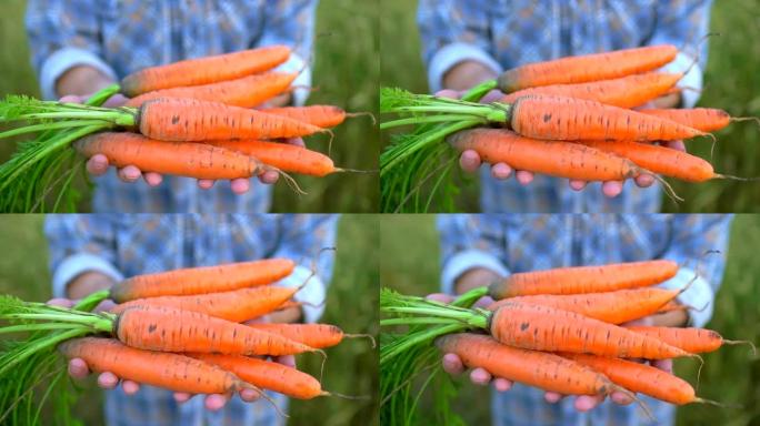 农民手里拿着胡萝卜的生物制品。概念: 农贸市场，有机农业，农场收获作物，生物产品，种植蔬菜，素食主义