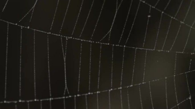 蜘蛛网线上的水珠