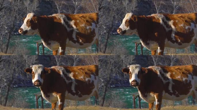 小牛看着相机。奶牛农场放牧