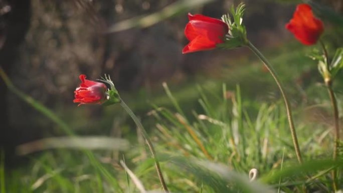 春天的田野里有三朵花。在阳光下的草地上绽放着红色的花瓣花。盛开季节绿草中的野花。日落时红花的特写。在