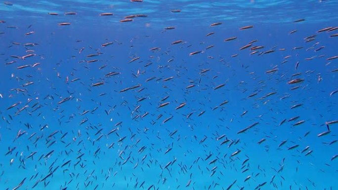 一群小鱼在蓝色水面下游泳。海洋中的水下生物。