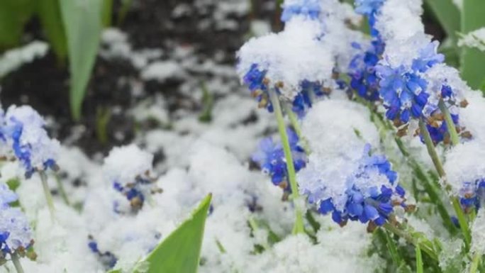 雪落在花园里的花朵上