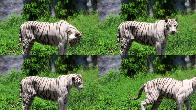 自然栖息地的野生成年白孟加拉虎。