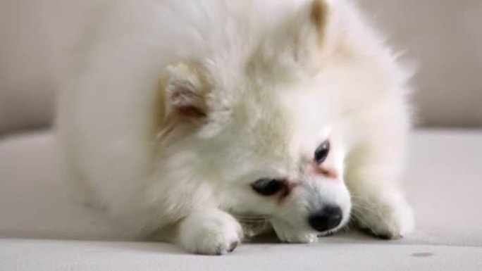一个可爱的白色博美犬斯皮茨躺在沙发上，愉快地啃骨头。