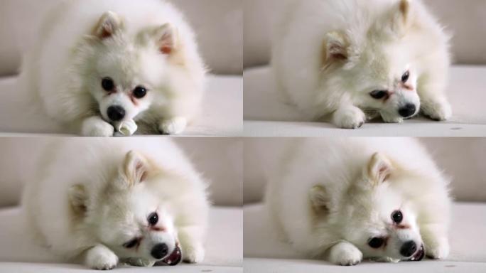 一个可爱的白色博美犬斯皮茨躺在沙发上，愉快地啃骨头。