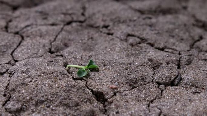 无生命的芽在干燥，破裂的土壤中栩栩如生