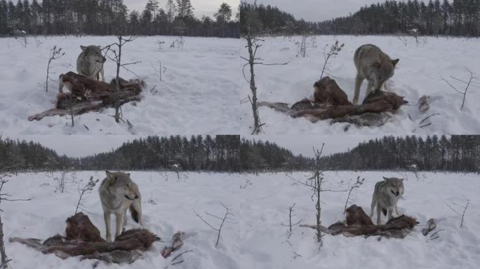 两只狼-(鸟瞰图) 和死去的马鹿，在白雪和冬季森林中奔跑，白俄罗斯