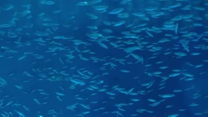 沙丁鱼浅滩在蓝色的海洋中游泳。水下野生动物