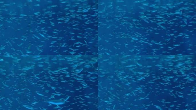 沙丁鱼浅滩在蓝色的海洋中游泳。水下野生动物