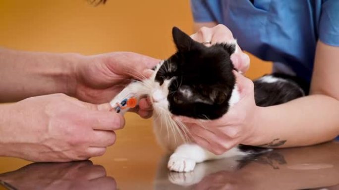 兽医用导管抽血分析猫。高质量4k镜头