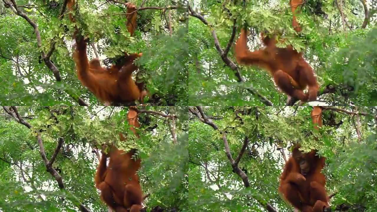 在婆罗洲沙巴的树上进食的成年猩猩