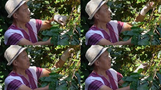 阿拉伯卡或罗布斯塔的黄色新鲜成熟树枝是树上的有机咖啡豆。作物水果季节。咖啡种植园农业学家收获田背景概