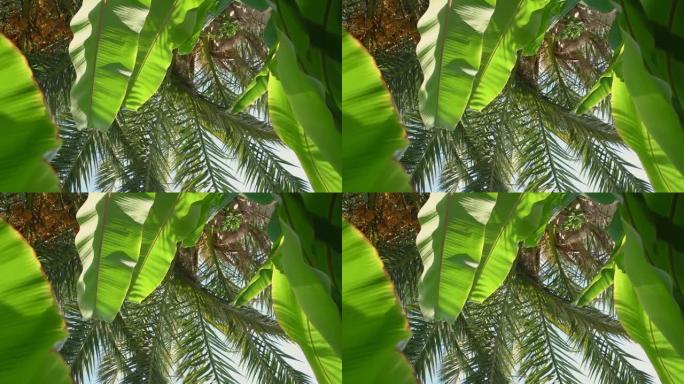从下面的雨林中生长着茂密的棕榈树。