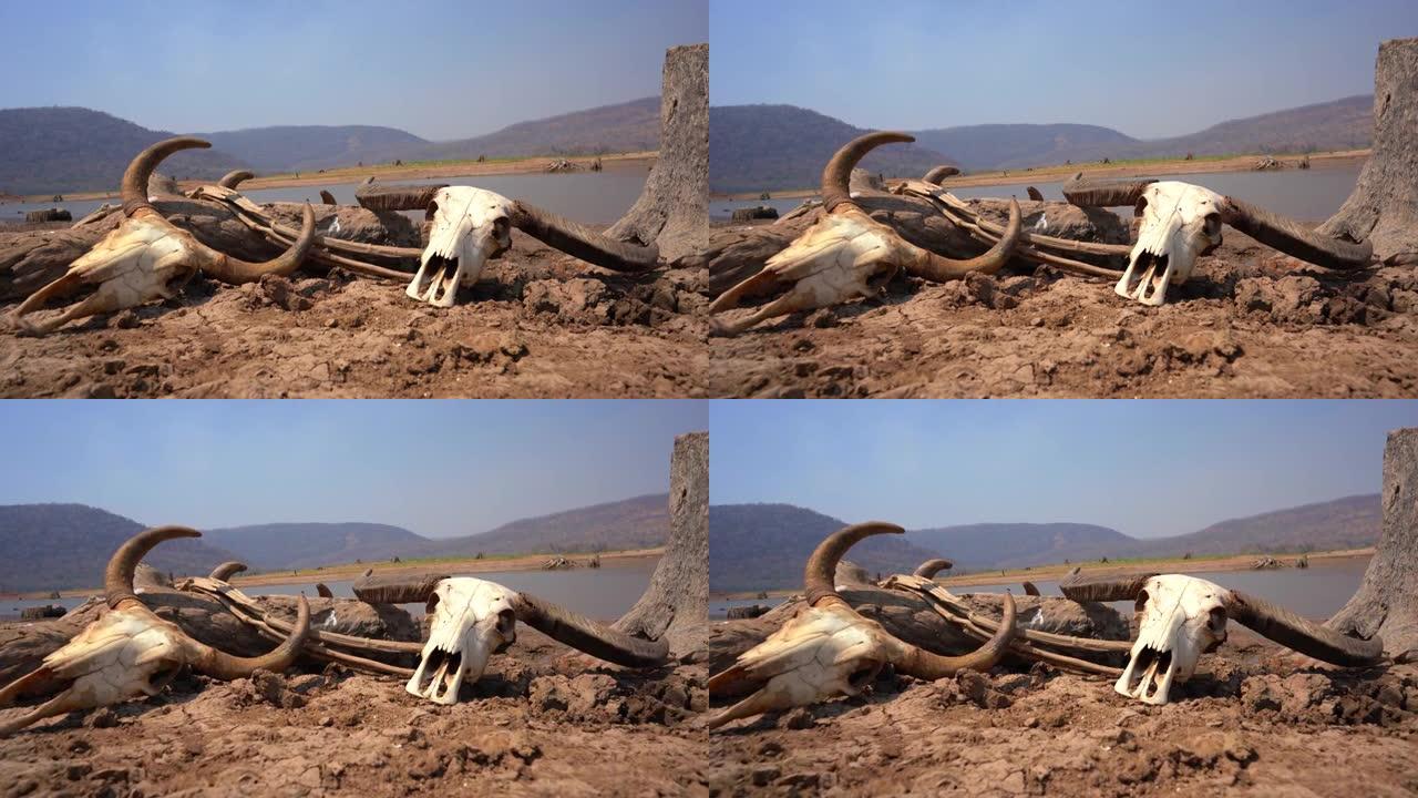 自然界中破裂的头骨，丘陵或山湖背景，死亡和炎热的气候性质，破碎的地表泥浆地面上的干旱牛，全球变暖环境