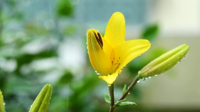 美丽的黄色百合花在雨中，4k镜头，b卷拍摄。