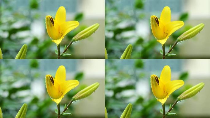 美丽的黄色百合花在雨中，4k镜头，b卷拍摄。
