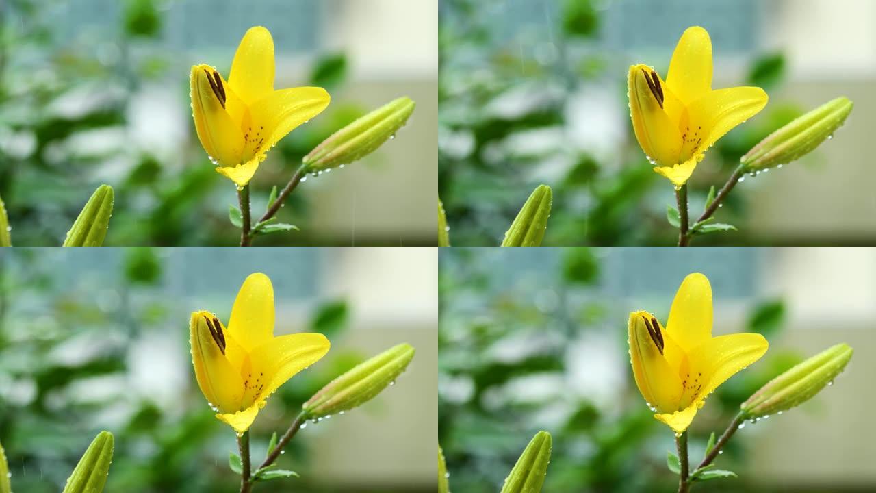 美丽的黄色百合花在雨中，4k镜头，b卷拍摄。