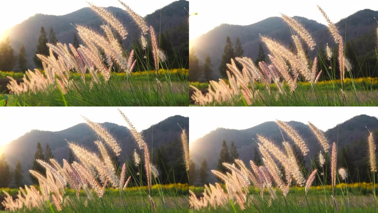 风吹进银草在晚上与美丽的阳光