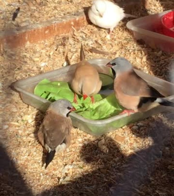雀在鸟舍里吃东西
