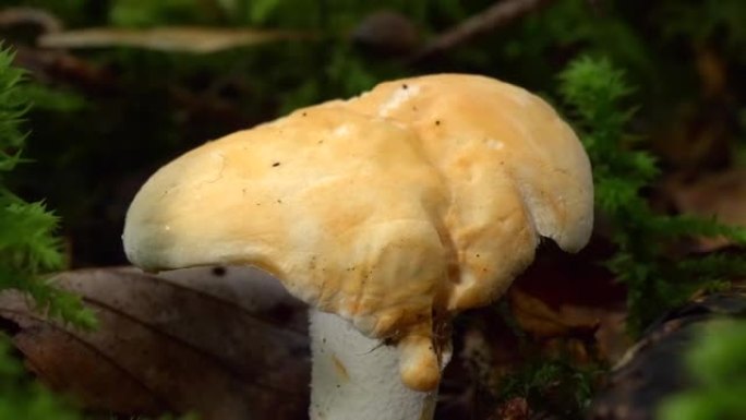 木刺猬蘑菇或Hydnum repandum