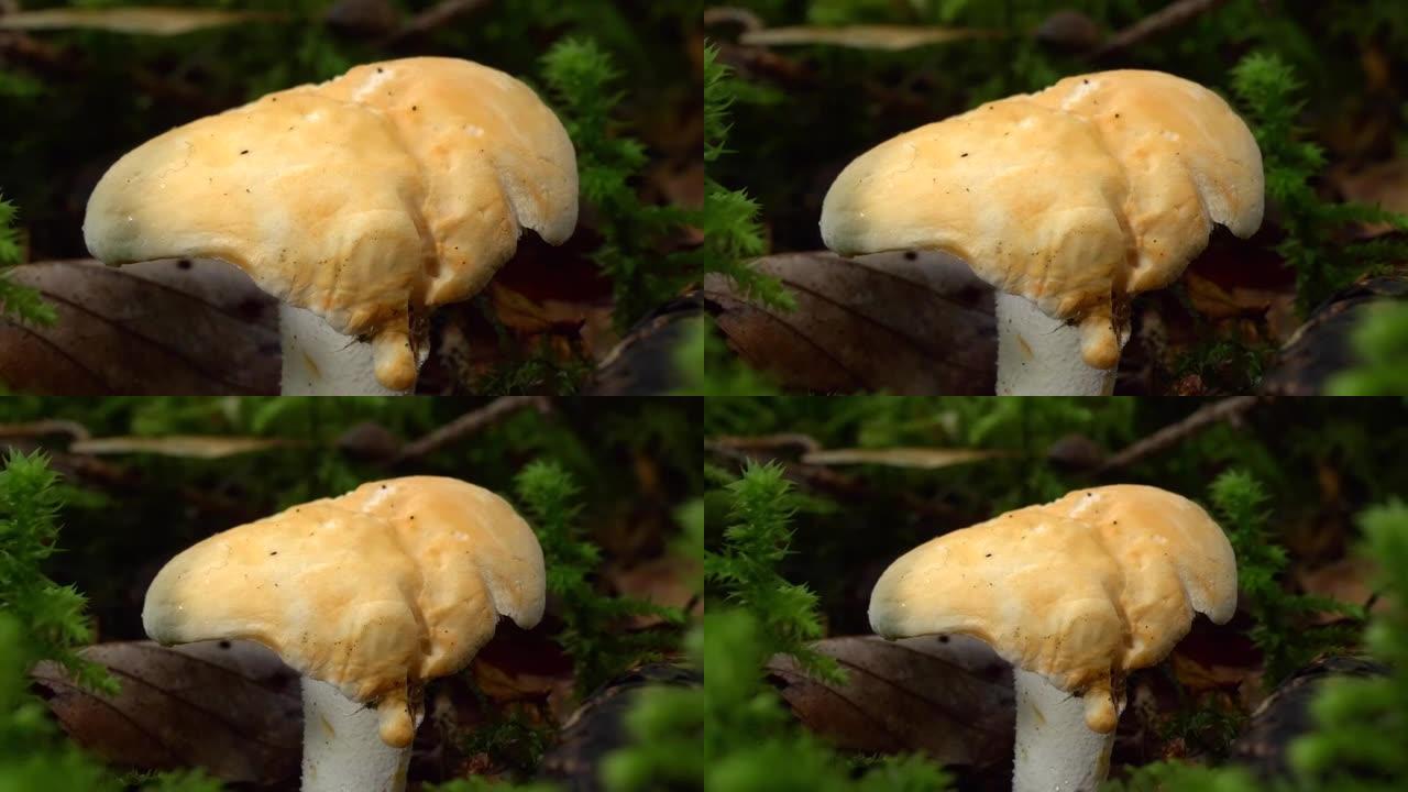 木刺猬蘑菇或Hydnum repandum
