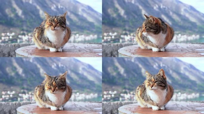 可爱的流浪五彩小猫坐在街上晒太阳，快快地眯着眼睛，前视图，模糊的背景与山和城市的全景