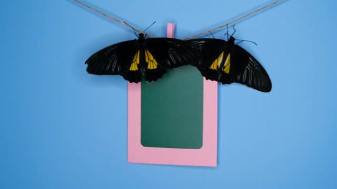相框上的蝴蝶