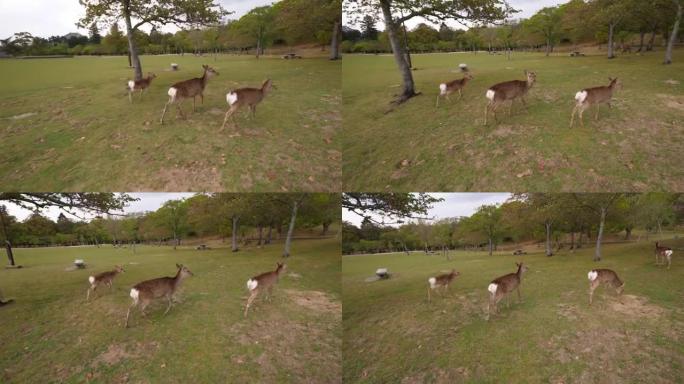 免费步行梅花鹿在奈良公园的空地上寻找食物
