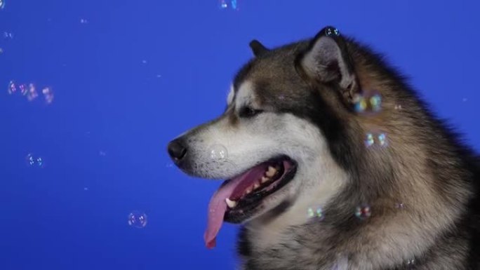 阿拉斯加雪橇犬躺在蓝色背景的工作室里。宠物伸出舌头，密切监视周围飞舞的肥皂泡。狗的枪口特写。慢动作