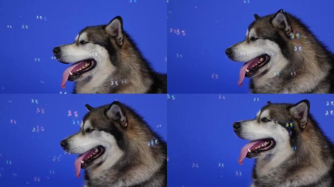 阿拉斯加雪橇犬躺在蓝色背景的工作室里。宠物伸出舌头，密切监视周围飞舞的肥皂泡。狗的枪口特写。慢动作