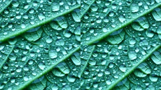 防水叶片纹理特写。大水滴。自然界中的防雨物理学。植物的器皿和锋利的针