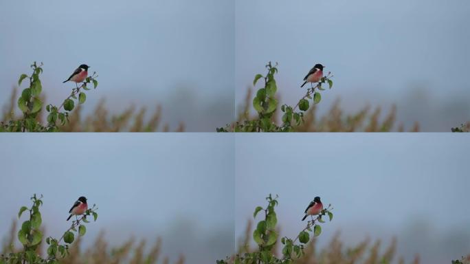 一只小鸟黑红雀在慢镜头中吐出一颗种子