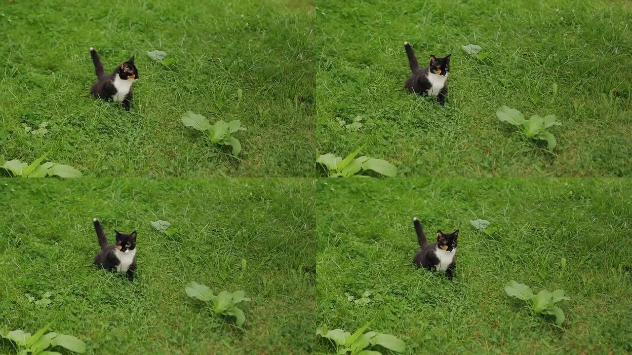 一只家猫坐在草坪上的草地上。大自然中的酷动物