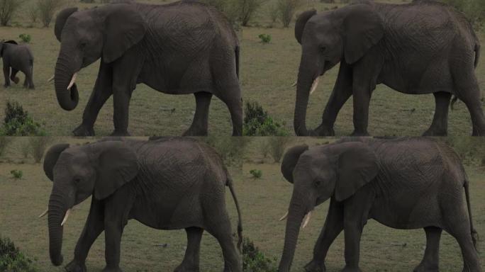 大象用树干啃草
