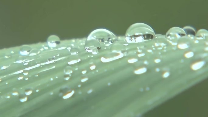 露珠晨露雨景树叶小草露水