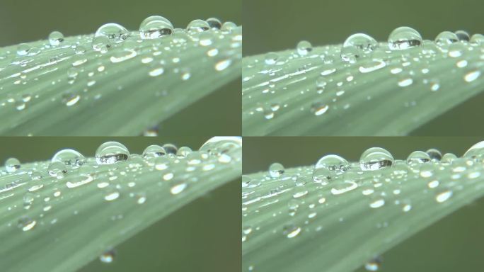 露珠晨露雨景树叶小草露水