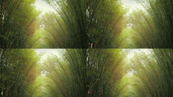 在热带森林中，自然阳光照射的绿色竹子分支模糊。
