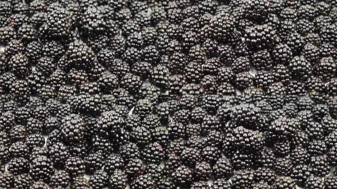 一堆新鲜采摘的黑莓，背景