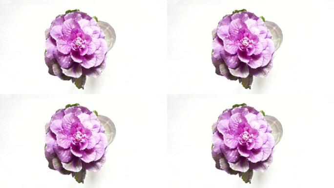 装饰紫色卷心菜花，白色木质背景上的花蕾。叶子闪闪发光，创意动画。