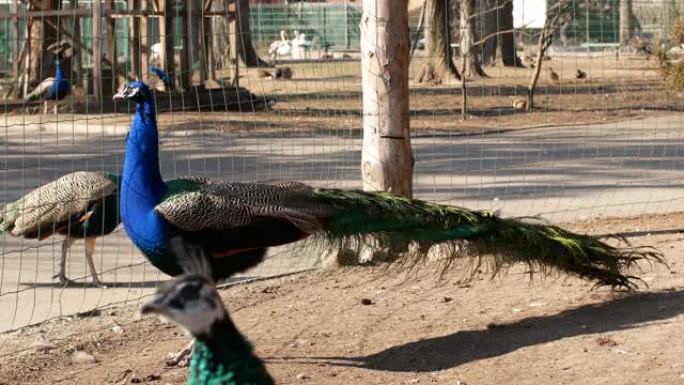 孔雀有着惊人的五颜六色的羽毛。孔雀在动物园里走来走去，吃fo