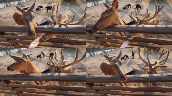 从篱笆后面可爱的小鹿手中觅食