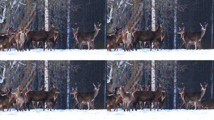 冬季森林中的马鹿。野生动物，保护自然。在自然环境中饲养鹿