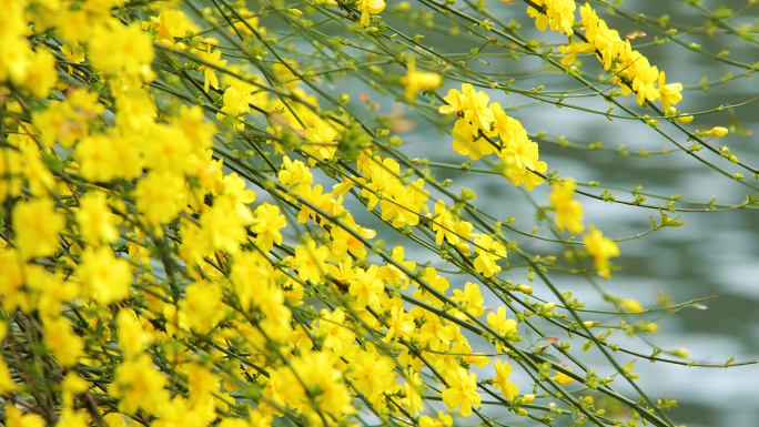 迎春花流水初春小黄花溪水边春天流水迎春花