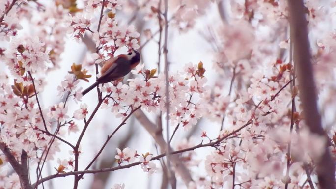 清新春天花树上的小鸟风景