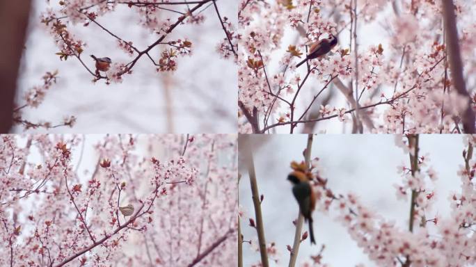 清新春天花树上的小鸟风景