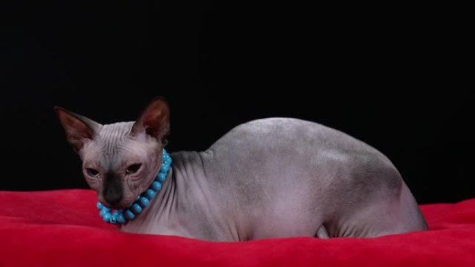 时尚的加拿大斯芬克斯品种猫在工作室的黑色背景。一只脖子上挂着蓝珠子项链的猫躺在红色的毯子上。缓慢的运