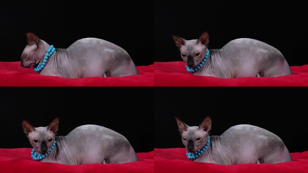 时尚的加拿大斯芬克斯品种猫在工作室的黑色背景。一只脖子上挂着蓝珠子项链的猫躺在红色的毯子上。缓慢的运