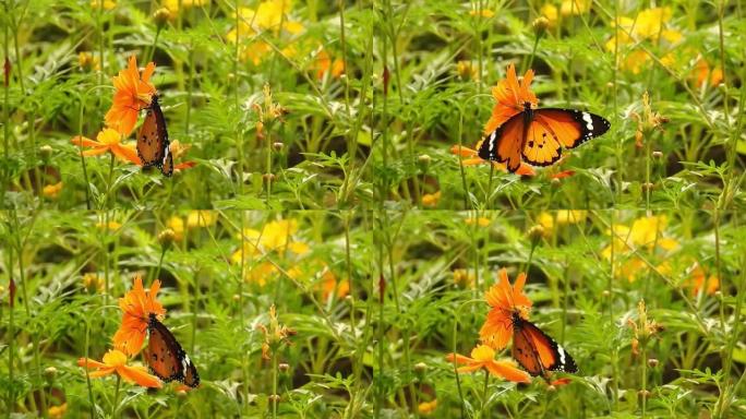 蝴蝶特写黄花。帝王蝶在黄花上。虎蝶特写。野生蝴蝶在花上采集花蜜，在绿叶上飞翔。近景蝴蝶坐在绿叶和野花