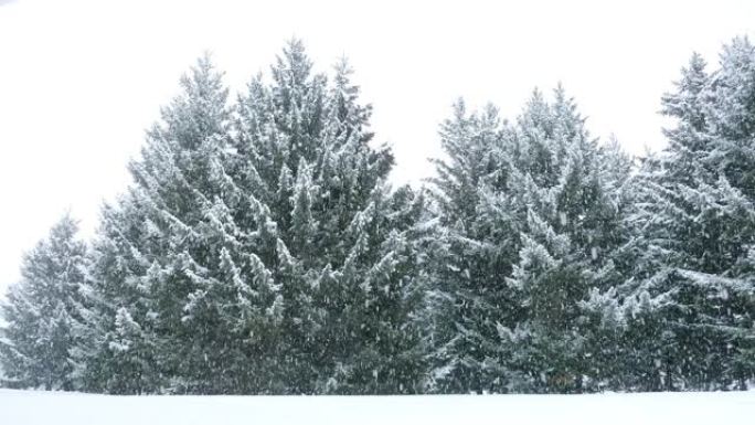 雪落在针叶树上大雪降雪冬天冬季寒冷降温雪